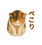 三毛猫のリアルなスタンプ（個別スタンプ：24）