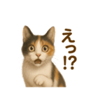 三毛猫のリアルなスタンプ（個別スタンプ：30）