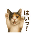 三毛猫のリアルなスタンプ（個別スタンプ：32）