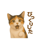 三毛猫のリアルなスタンプ（個別スタンプ：37）