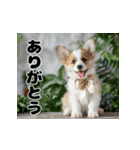 子犬衣装スタンプ（個別スタンプ：3）