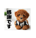 子犬衣装スタンプ（個別スタンプ：4）