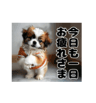 子犬衣装スタンプ（個別スタンプ：9）