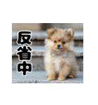 子犬衣装スタンプ（個別スタンプ：14）