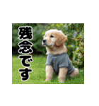 子犬衣装スタンプ（個別スタンプ：15）