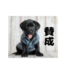 子犬衣装スタンプ（個別スタンプ：19）