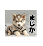 子犬衣装スタンプ（個別スタンプ：23）