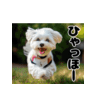 子犬衣装スタンプ（個別スタンプ：32）