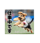 子犬衣装スタンプ（個別スタンプ：35）