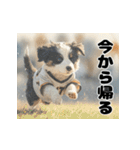 子犬衣装スタンプ（個別スタンプ：36）