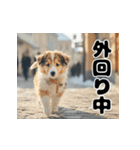 子犬衣装スタンプ（個別スタンプ：37）