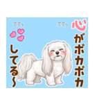 気持ち伝わる♡マルチーズの毎日スタンプ（個別スタンプ：1）