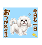 気持ち伝わる♡マルチーズの毎日スタンプ（個別スタンプ：5）