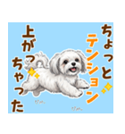 気持ち伝わる♡マルチーズの毎日スタンプ（個別スタンプ：9）