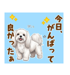 気持ち伝わる♡マルチーズの毎日スタンプ（個別スタンプ：12）