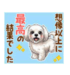 気持ち伝わる♡マルチーズの毎日スタンプ（個別スタンプ：13）