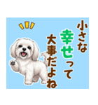 気持ち伝わる♡マルチーズの毎日スタンプ（個別スタンプ：14）