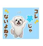 気持ち伝わる♡マルチーズの毎日スタンプ（個別スタンプ：15）