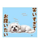 気持ち伝わる♡マルチーズの毎日スタンプ（個別スタンプ：16）