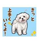 気持ち伝わる♡マルチーズの毎日スタンプ（個別スタンプ：19）