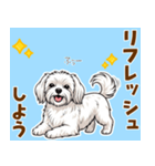 気持ち伝わる♡マルチーズの毎日スタンプ（個別スタンプ：20）