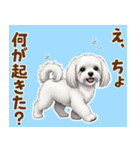 気持ち伝わる♡マルチーズの毎日スタンプ（個別スタンプ：21）