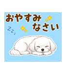 気持ち伝わる♡マルチーズの毎日スタンプ（個別スタンプ：24）