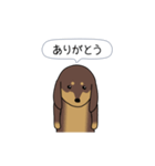 新・激しく尻尾をふるダックス 2（個別スタンプ：13）
