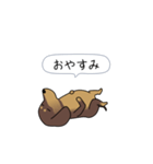 新・激しく尻尾をふるダックス 2（個別スタンプ：24）
