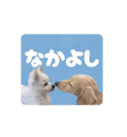 パピーさん達（個別スタンプ：1）