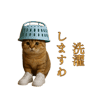 brain rot cat（個別スタンプ：8）