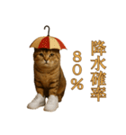 brain rot cat（個別スタンプ：12）