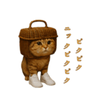 brain rot cat（個別スタンプ：14）
