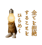 brain rot cat（個別スタンプ：20）