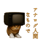 brain rot cat（個別スタンプ：22）