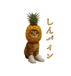 brain rot cat（個別スタンプ：23）