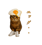 brain rot cat（個別スタンプ：24）