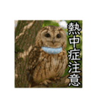 夏を楽しむアニマルズ（個別スタンプ：8）
