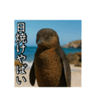 夏を楽しむアニマルズ（個別スタンプ：12）
