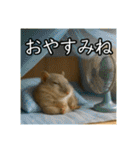 夏を楽しむアニマルズ（個別スタンプ：16）