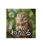 夏を楽しむアニマルズ（個別スタンプ：29）