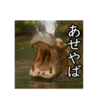 夏を楽しむアニマルズ（個別スタンプ：35）