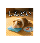 夏を楽しむアニマルズ（個別スタンプ：36）