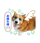 ぷー助のニコニコ日和（個別スタンプ：1）