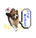 ぷー助のニコニコ日和（個別スタンプ：3）