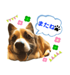 ぷー助のニコニコ日和（個別スタンプ：4）