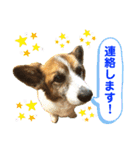ぷー助のニコニコ日和（個別スタンプ：8）
