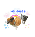 ぷー助のニコニコ日和（個別スタンプ：12）