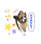 ぷー助のニコニコ日和（個別スタンプ：13）