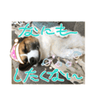 ぷー助のニコニコ日和（個別スタンプ：15）